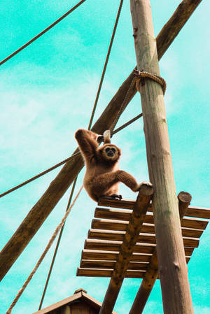 Gibbon On High Post Wallpaper