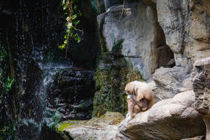 Gibbon On Rocky Area Wallpaper