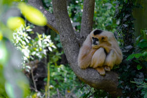 Gibbon Sad Looking Wallpaper