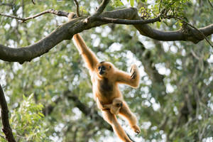 Gibbon With Cub Wallpaper