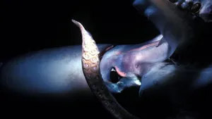 Gigantic Squid In The Deep Ocean's Abyss Wallpaper