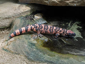 Gila Monster Drinking Water Wallpaper