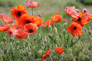 Gilan Poppies Wallpaper