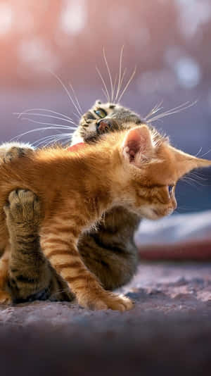 Ginger Kitten Adorably Hugged By Tabby Cat Wallpaper