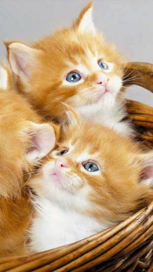 Ginger Kittensin Basket Wallpaper