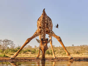 Giraffe Annual Water Supply Wallpaper