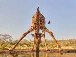 Giraffe Annual Water Supply Wallpaper