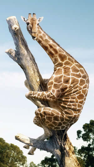 Giraffe Is Sitting On A Tree Branch Wallpaper