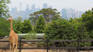 Giraffe Overlooking Sydney Skyline Wallpaper