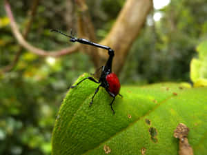 Giraffe Weevilon Leaf Wallpaper