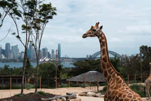 Giraffe With Sydney Skyline Background Wallpaper