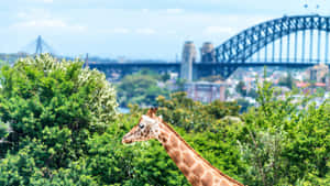 Giraffeand Sydney Harbour Bridge View Wallpaper