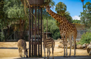 Giraffeand Zebras Melbourne Zoo Wallpaper