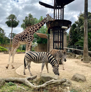 Giraffeand Zebras Melbourne Zoo Wallpaper