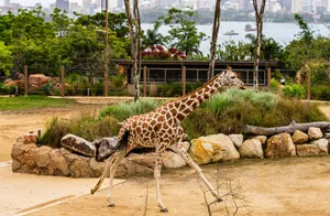 Giraffeat Taronga Zoowith Sydney View Wallpaper