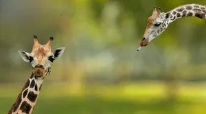 Giraffes_ At_ Singapore_ Zoo Wallpaper