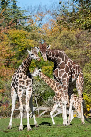 Giraffes Bondingat Woodland Park Zoo Wallpaper