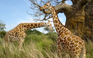 Giraffes Feedingon Acacia Wallpaper