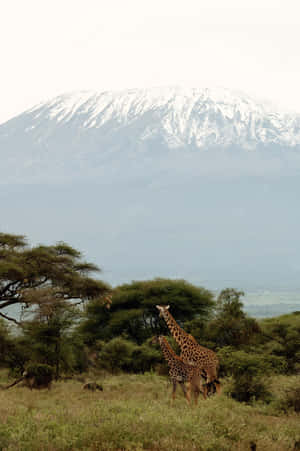 Giraffes Looking At Mount Kilimanjaro Wallpaper