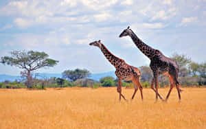 Giraffes Walking Savannah Wallpaper