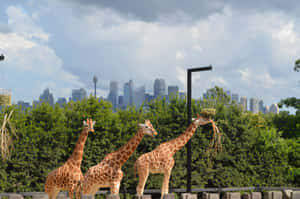 Giraffes_with_ Sydney_ Skyline_ Backdrop.jpg Wallpaper