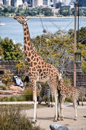 Giraffesand Zebrasat Taronga Zoo Wallpaper