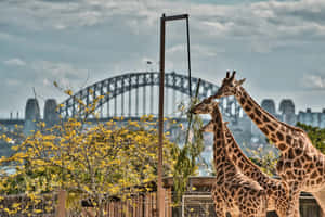 Giraffeswith Sydney Harbour Bridge Backdrop Wallpaper