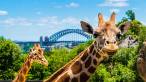 Giraffeswith Sydney Harbour Bridge Background Wallpaper