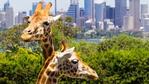 Giraffeswith Sydney Skyline Wallpaper