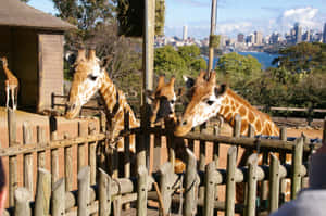 Giraffeswith Sydney Skyline Background Wallpaper