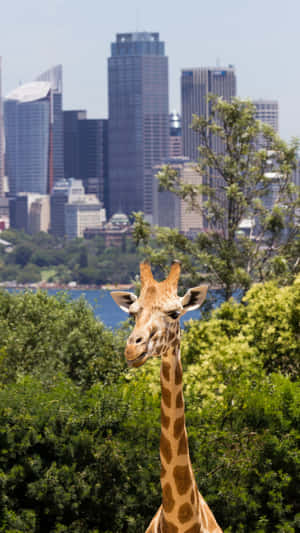 Giraffewith Sydney Skyline Wallpaper