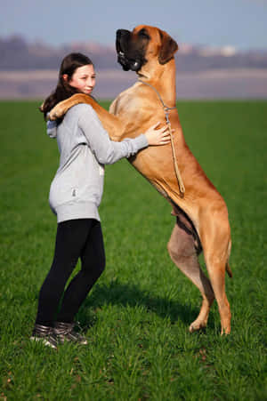 Girl Hugging Great Dane Outdoors Wallpaper