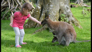 Girl Meets Wallaby Outdoors.jpg Wallpaper