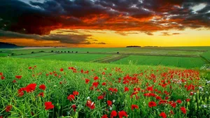 Girl Standing Amidst Vibrant Poppy Field At Sunset Wallpaper