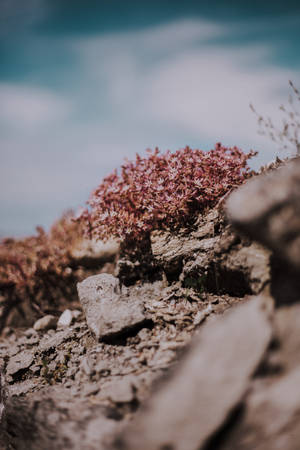 Girly Phone Flowers And Rocks Wallpaper