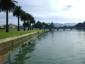 Gisborne River Palm Trees New Zealand Wallpaper