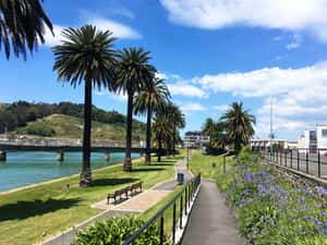 Gisborne Riverfront Palm Trees Wallpaper