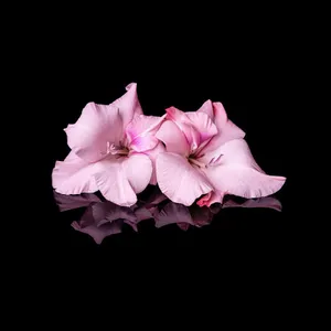 Gladiolus Flowers In Pale Pink Wallpaper