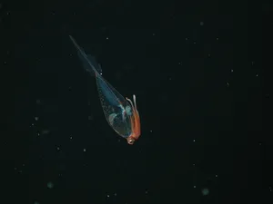 Glass Squid Deep Sea Translucent Wallpaper