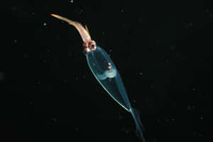 Glass Squid Deep Sea Translucent Wallpaper