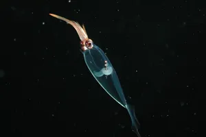 Glass Squid Deep Sea Translucent Wallpaper