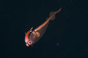 Glass Squid In Deep Sea Wallpaper