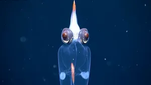 Glass Squid Translucent Underwater View Wallpaper