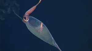 Glass Squid Transparent Deep Sea Wallpaper