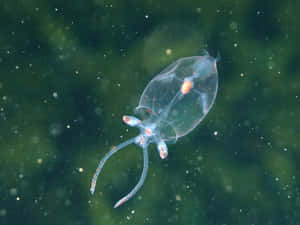 Glass Squid Underwater Photography Wallpaper