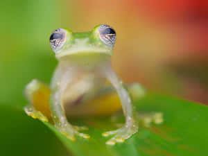 Glassy Eyed Frog On Leaf.jpg Wallpaper