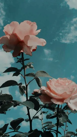 Glaucous Sky Roses Wallpaper