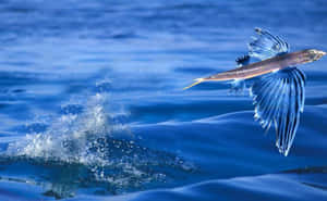 Glide_ Above_ Waves_ Flying_ Fish.jpg Wallpaper