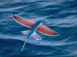 Glide_ Above_ Waves_ Flying_ Fish.jpg Wallpaper