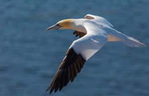 Glide_of_the_ Albatross Wallpaper